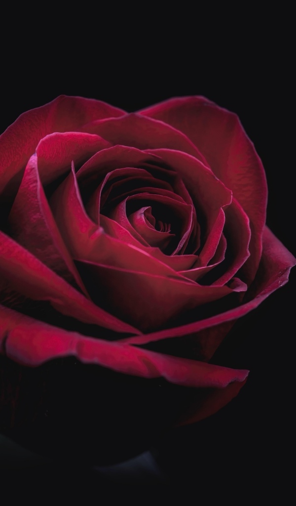 Цветок красной розы на черном фоне