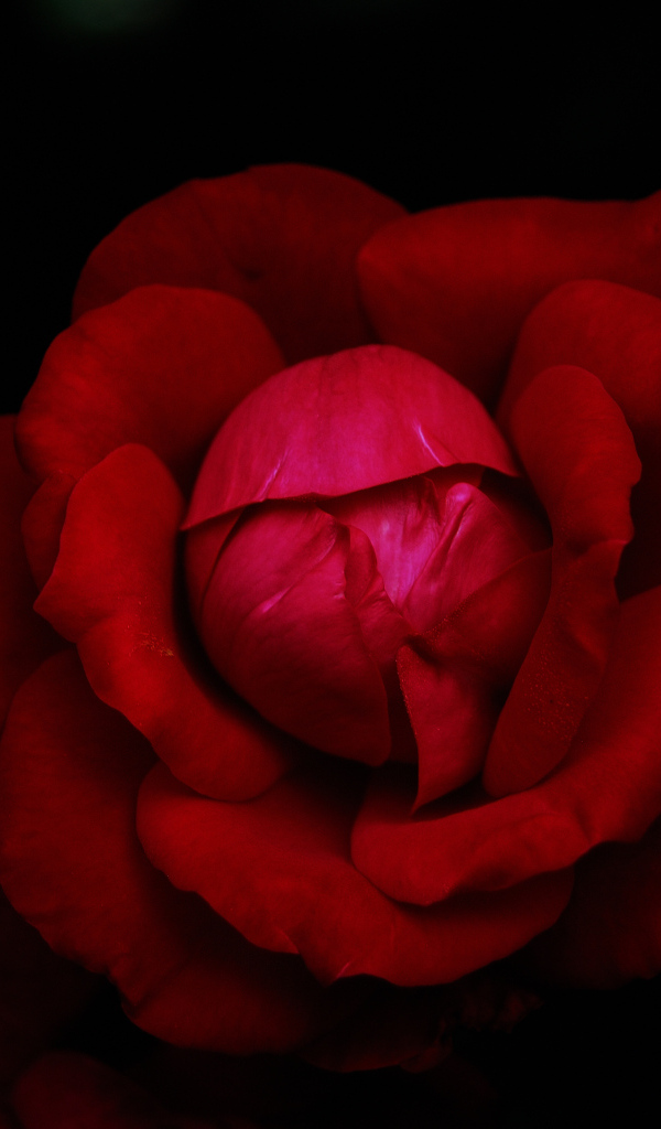 Красная роза в темноте черного фона