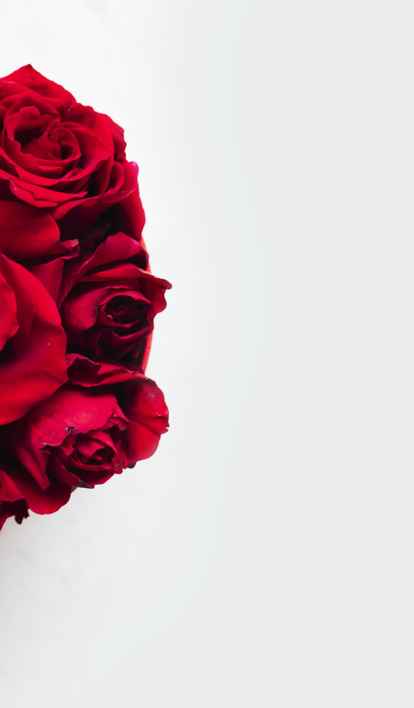 Красные розы в бантом из ленты на белом фоне