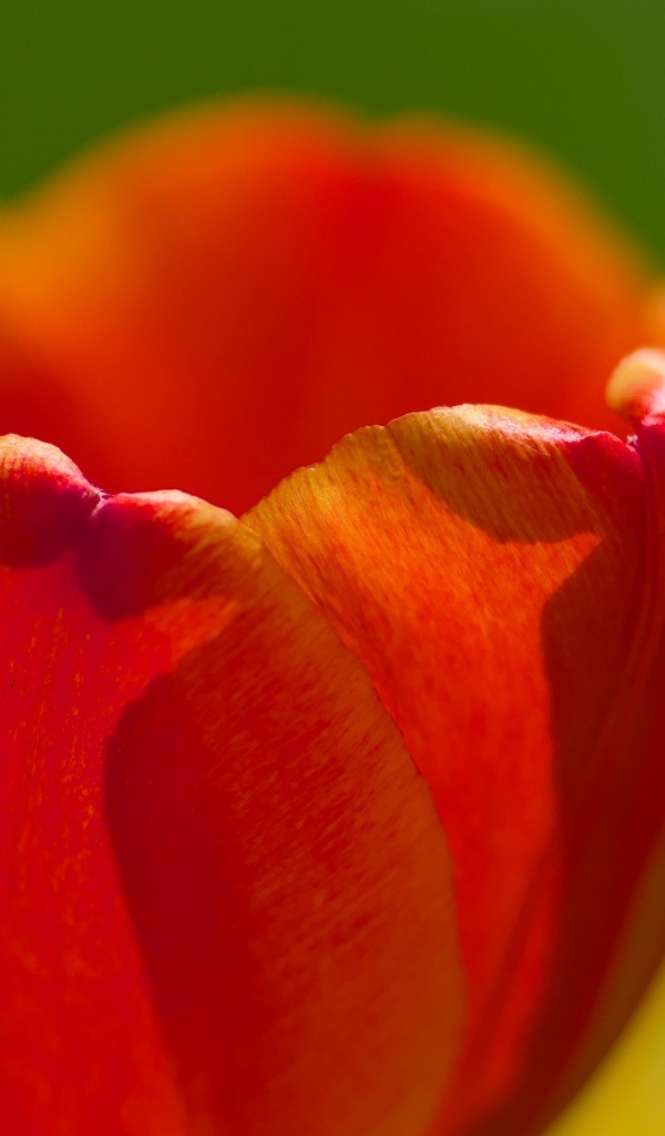 Красные лепестки тюльпана в макро съемке