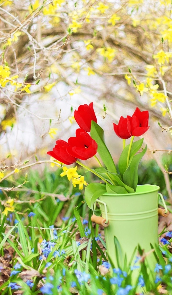 Красные тюльпаны в ведре в саду