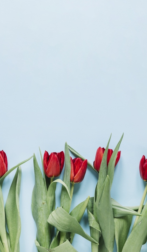Красные тюльпаны разложены на голубом фоне