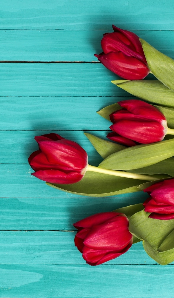 Красные тюльпаны на голубом деревянном фоне