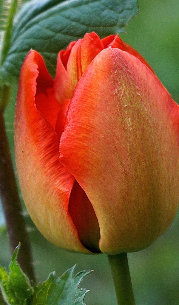 Красный нераспустившийся тюльпан крупным планом