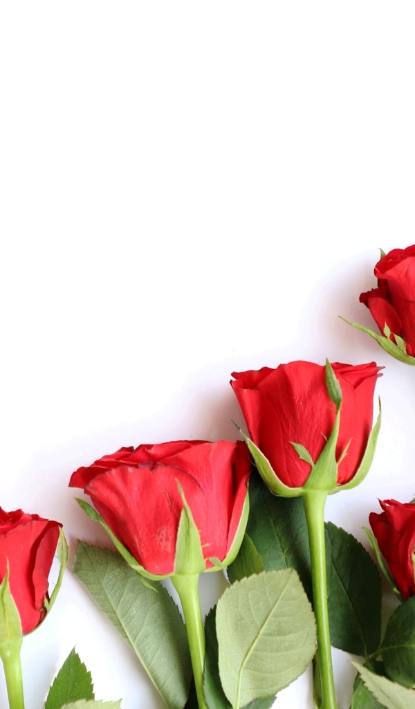 Романтические красные розы на белом фоне