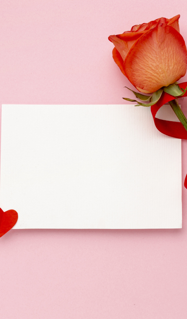 Роза с лентой и листом бумаги на розовом фоне, шаблон открытки