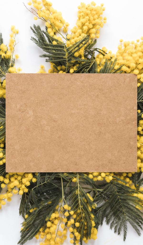 Лист бумаги с ветками мимозы на белом фоне