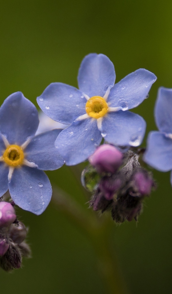 Мелкие синие цветы незабудка крупным планом