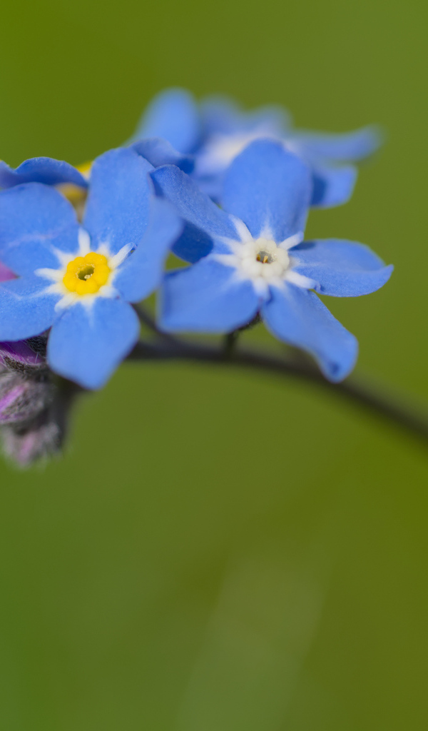 Маленький цветок незабудка на зеленом фоне
