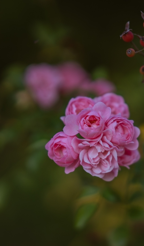 Мелкие розовые кустовые розы