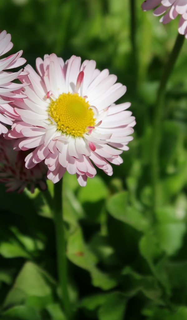 Маленькие розовые маргаритки крупным планом