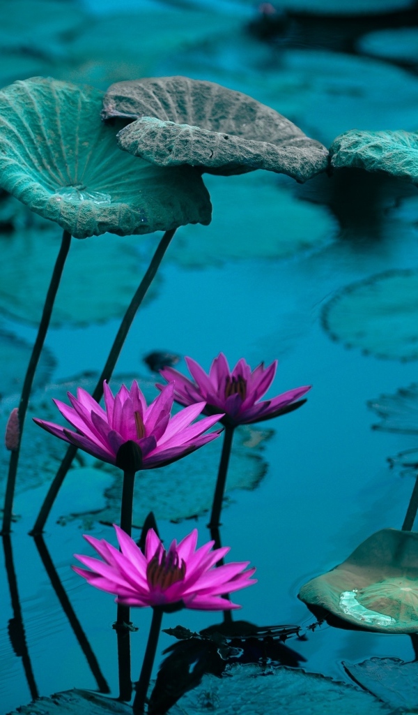 Маленькие розовые цветы лилии в воде с листьями