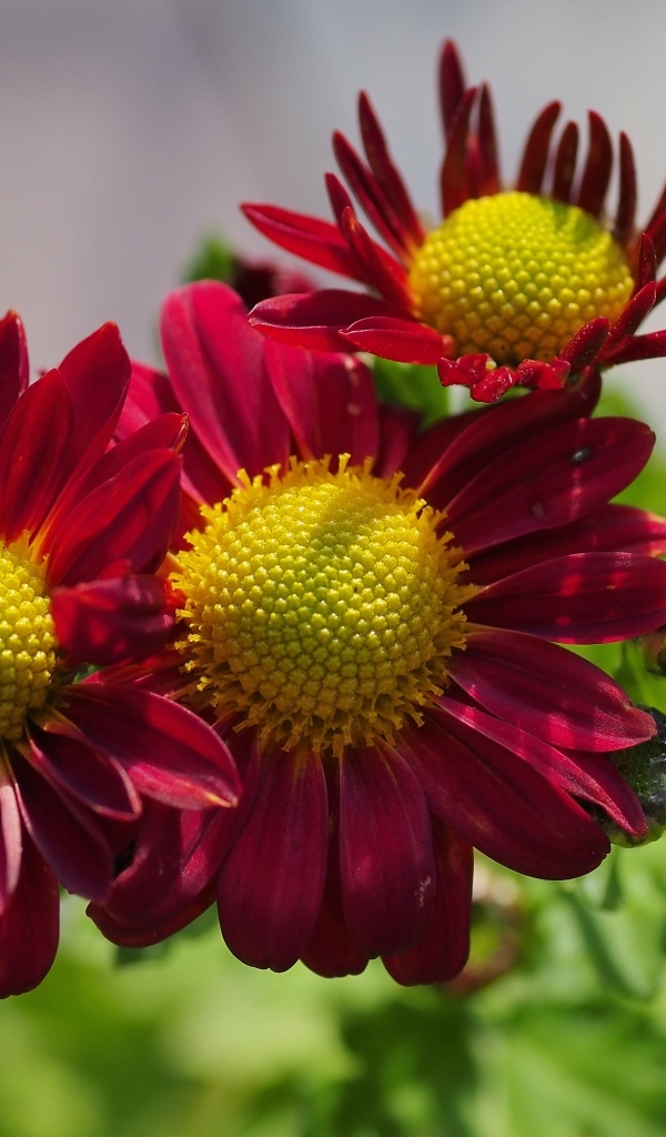 Маленькие красные цветы хризантемы