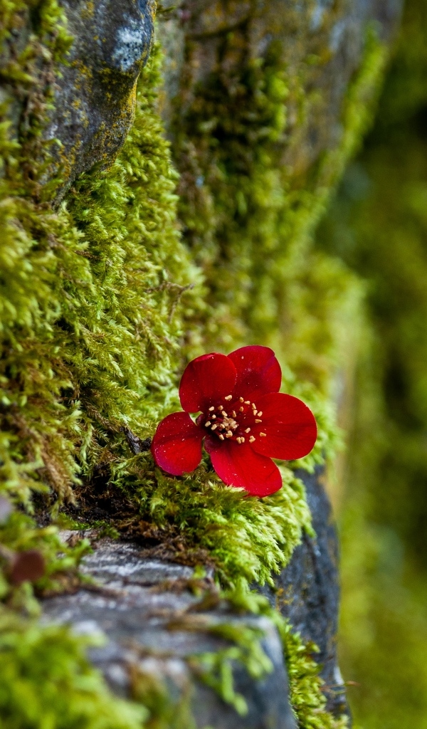Маленький красный цветок на покрытой мхом поверхности 