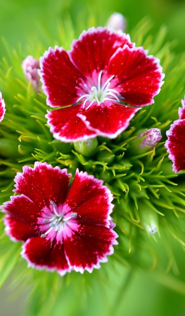 Мелкие красные цветы садовой гвоздики