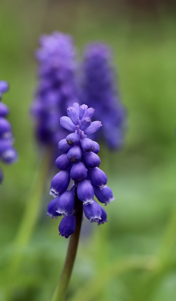 Маленькие весенние цветы мускари на зеленом фоне