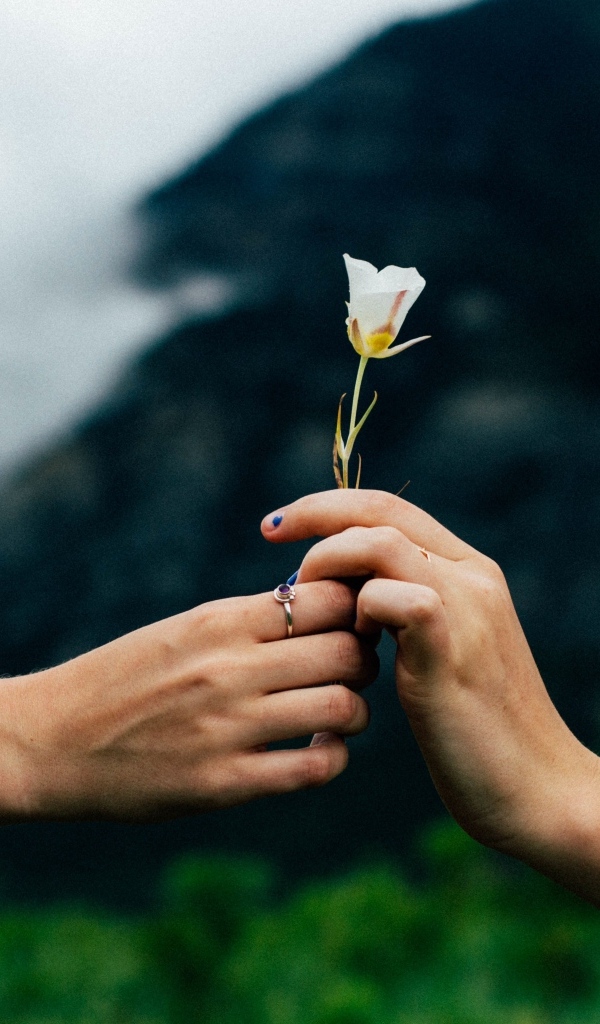 Маленький белый цветок в руках