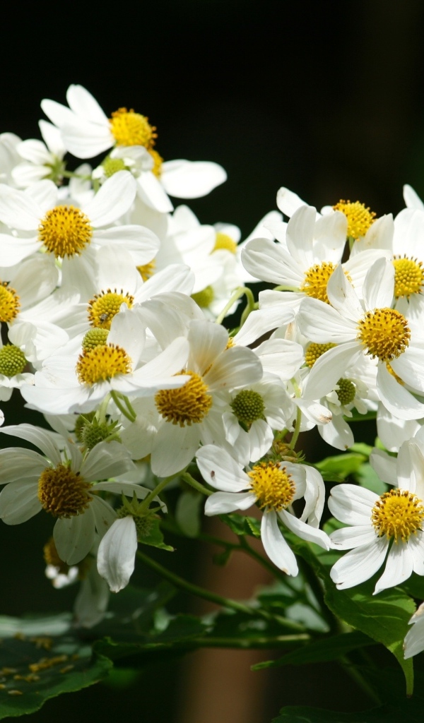 Мелкие белые цветы крупным планом