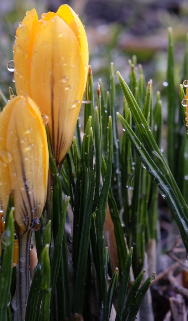 Маленькие желтые крокусы с зелеными листьями в каплях росы