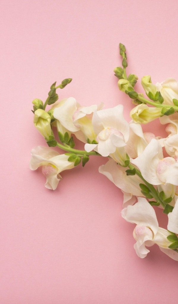 Цветы львиный зев на розовом фоне