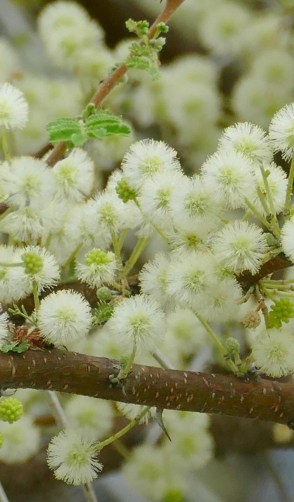 Весенние пушистые цветы на ветках дерева 