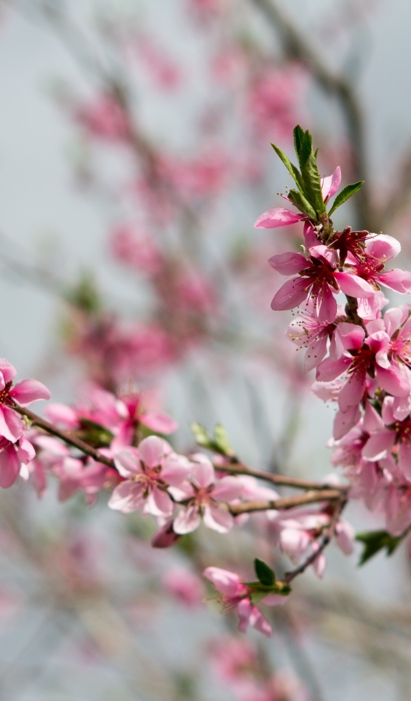 Весенние цветы персика на ветках