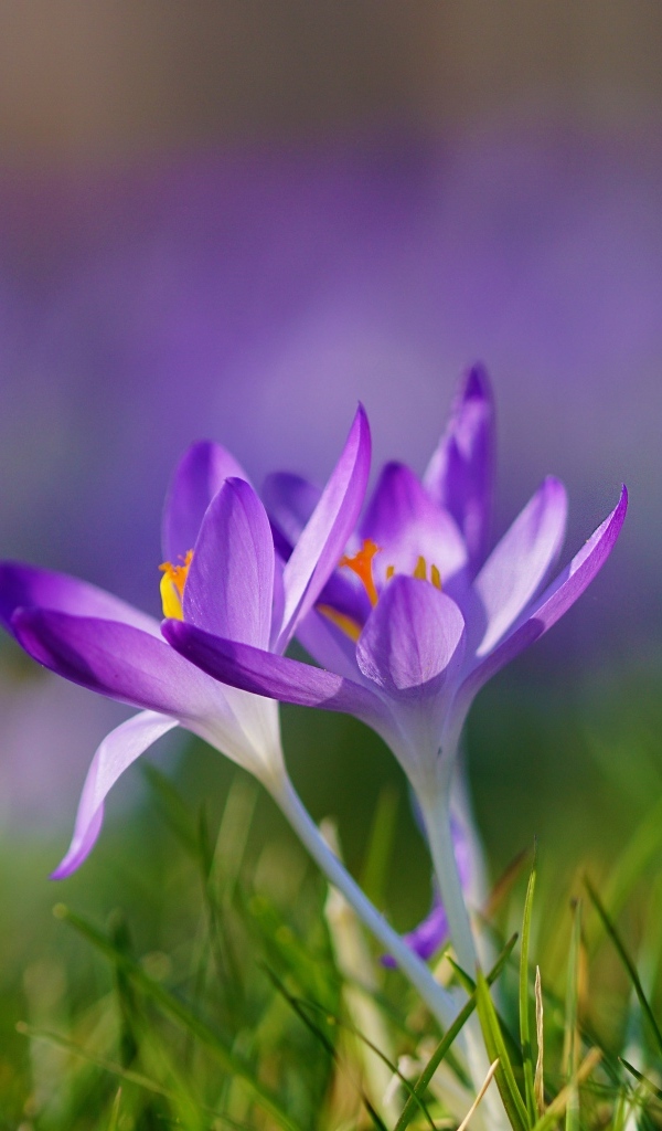 Весенние фиолетовые маленькие первоцветы крокусы