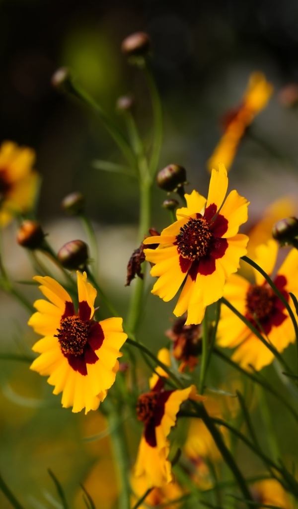 Летние маленькие красивые полевые цветы