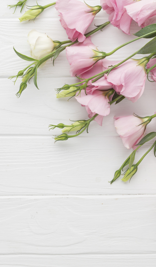 Нежна розовая эустома с подарками на белом фоне