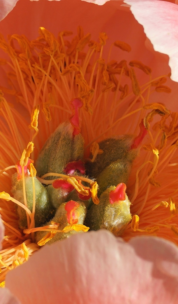 Серединка розового цветка пиона