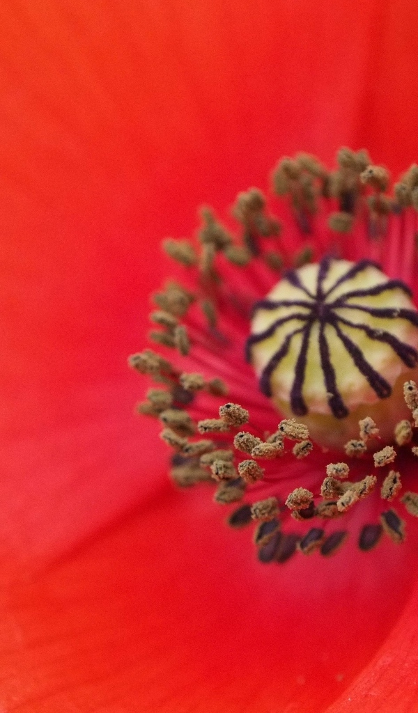 Серединка красного цветка мака крупным планом