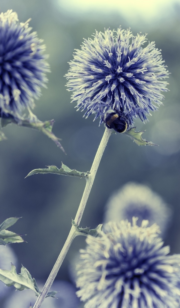 Цветы чертополох-мордовник крупным планом
