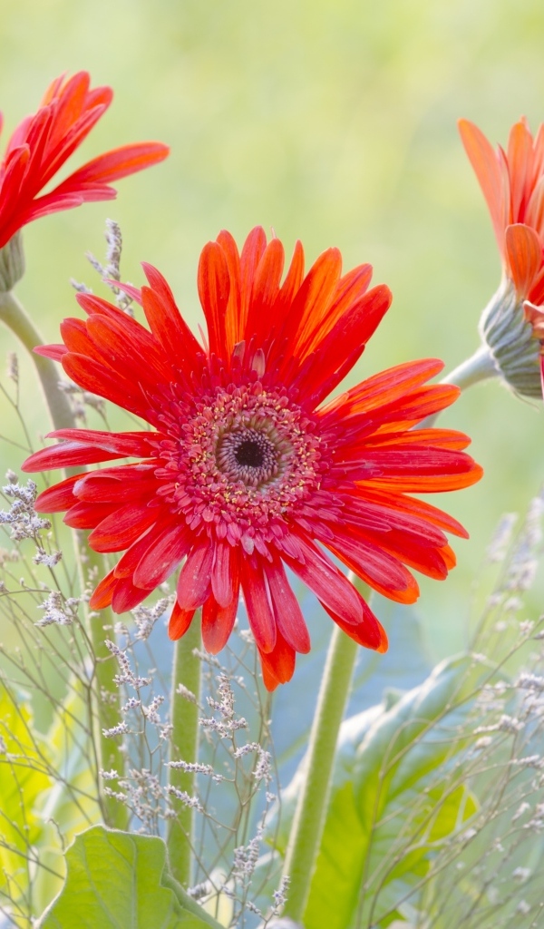 Три цветка герберы с колосьями 