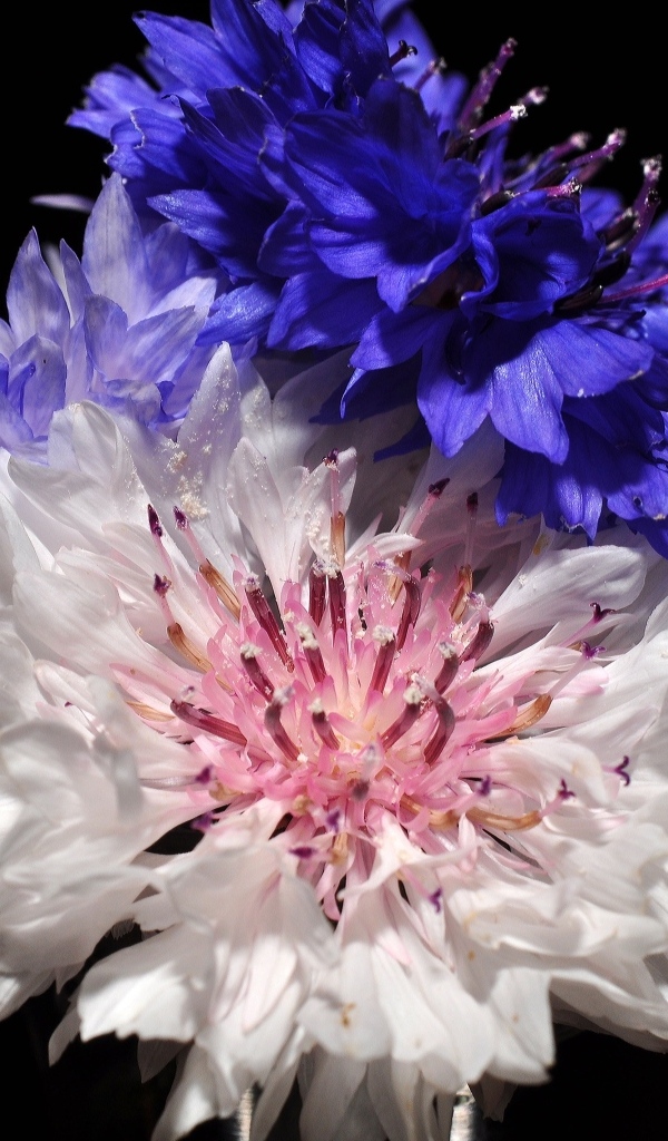 Три разноцветных василька на черном фоне