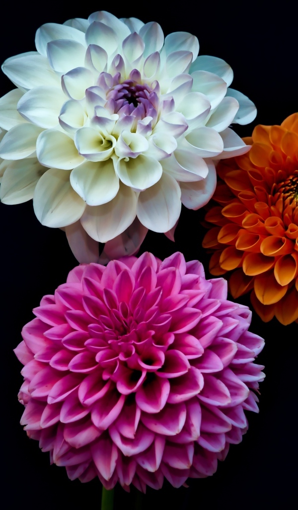 Три разноцветных цветка георгина на черном фоне