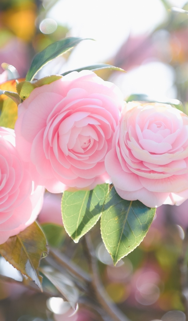 Три розовых цветка магнолии на ветках  