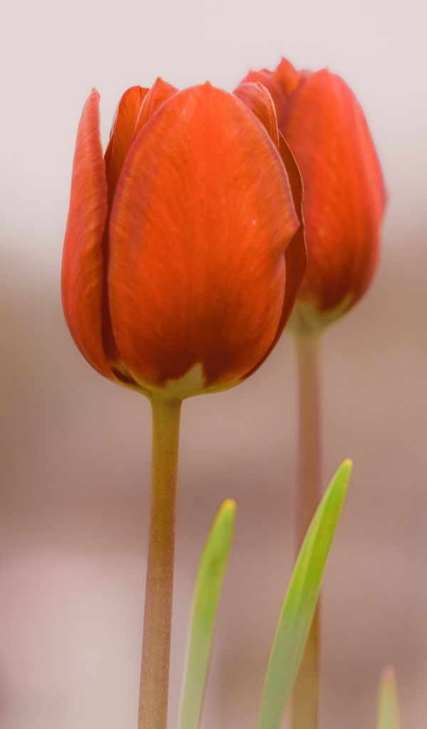 Три красных тюльпана на коричневом фоне