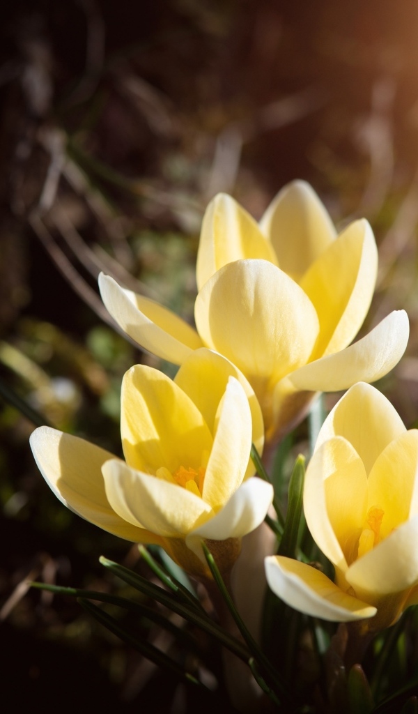 Три желтых крокуса в лучах солнца на клумбе