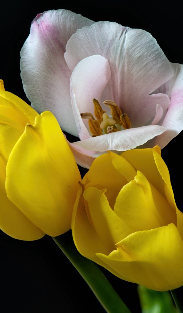 Три желтых тюльпана и один розовый на черном фоне