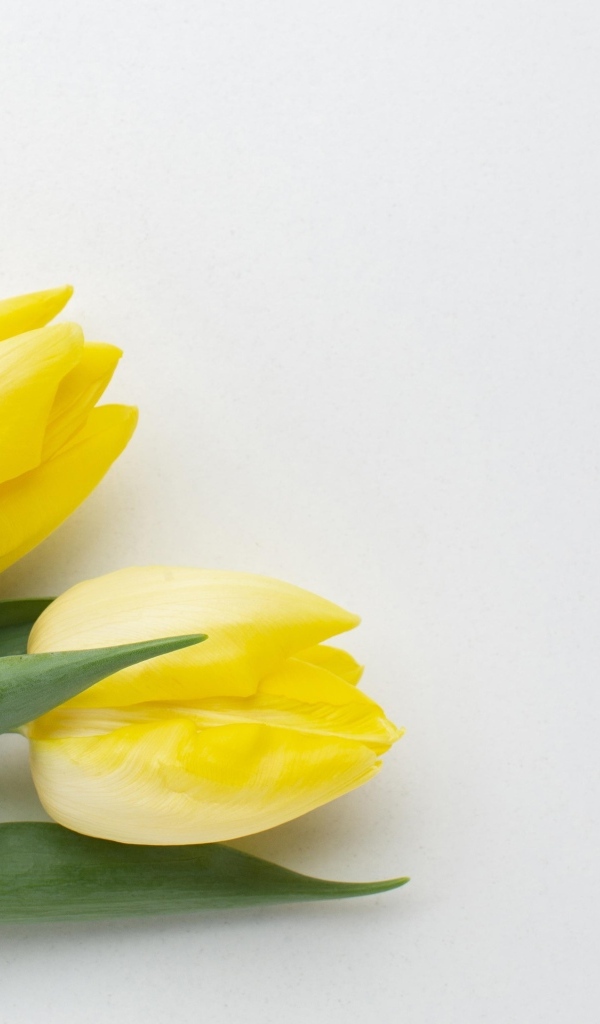 Три желтых тюльпана на сером фоне