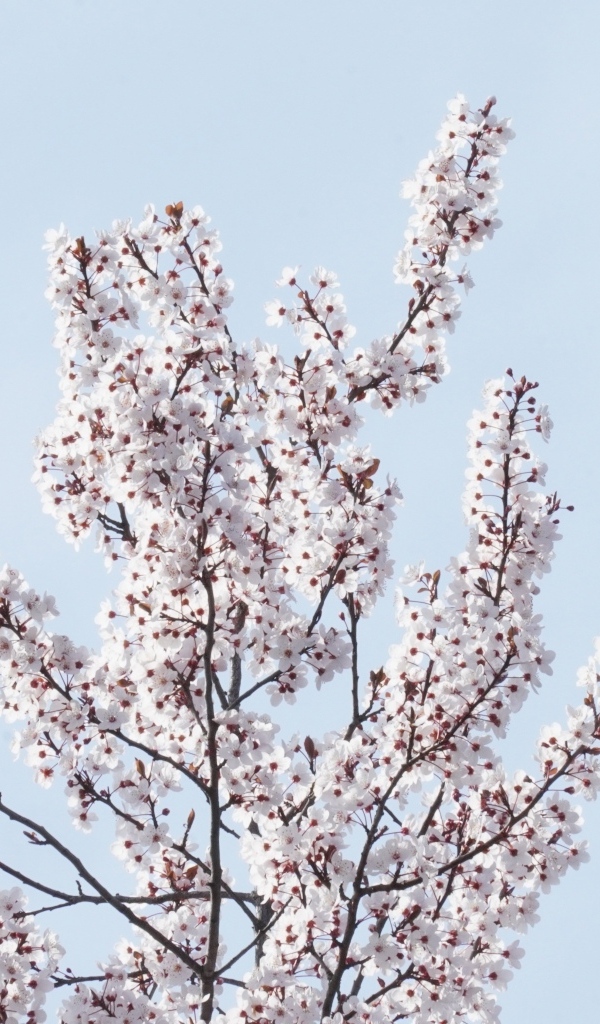 Дерево покрыто цветами на фоне голубого неба