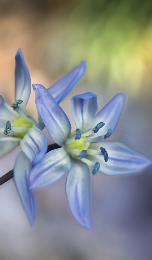 Два синих цветка пролесок крупным планом