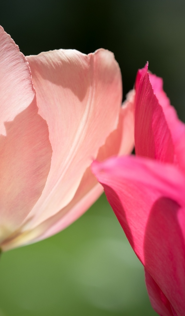 Два нежных тюльпана в лучах солнца