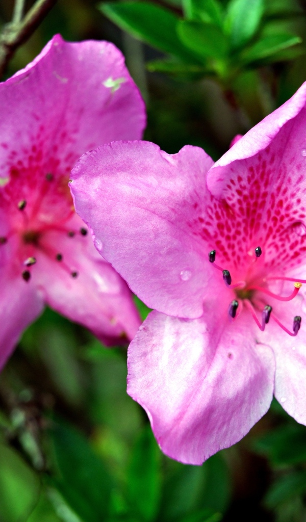 Два розовых цветка азалии крупным планом