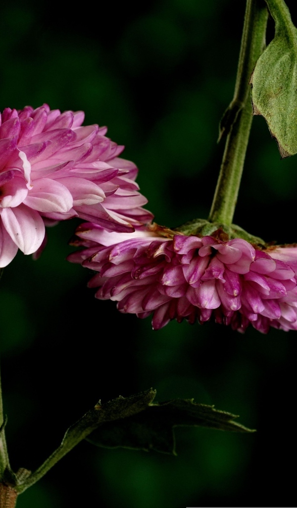 Два розовых цветка хризантемы