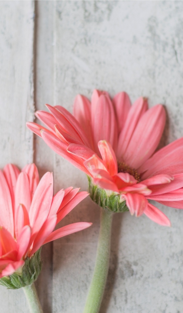 Две розовые герберы на сером столе