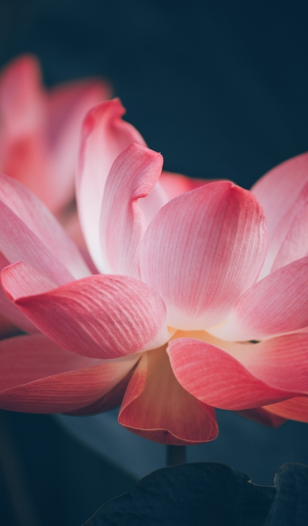 Два розовых цветка лотоса крупным планом