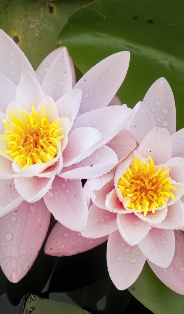 Две розовые водяные лилии в воде с зелеными листьями