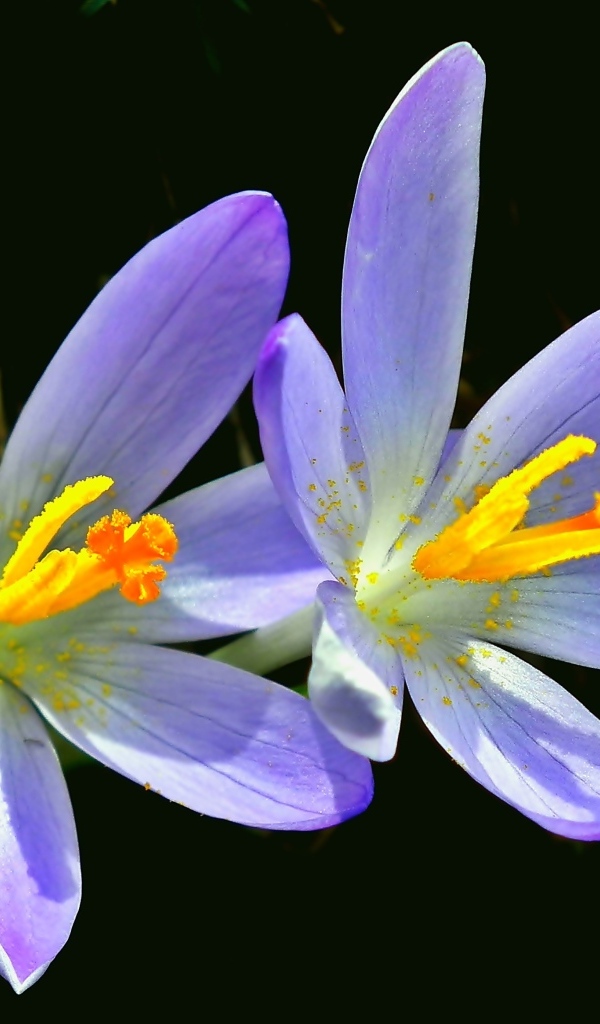 Два фиолетовых крокуса на черном фоне