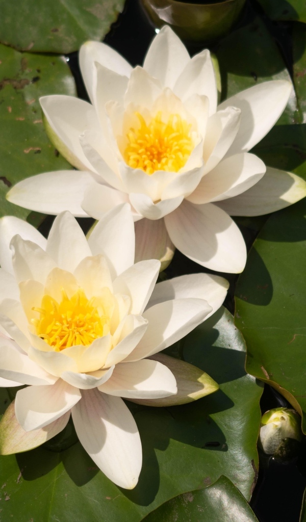 Два цветка водяной лилии с большими зелеными листьями в пруду